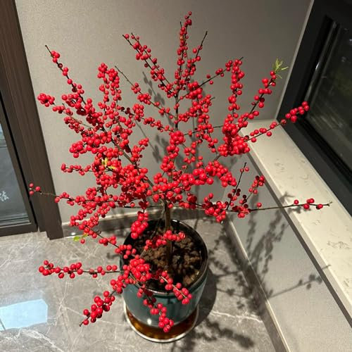 50 pcs stechpalme winterhart samen, bonsai, bodendecker samen winterhart,ilex pflanze pflanzen balkon, blumengarten bonsai tree, winterharte balkonpflanzen winterharte stauden dauerblüher,