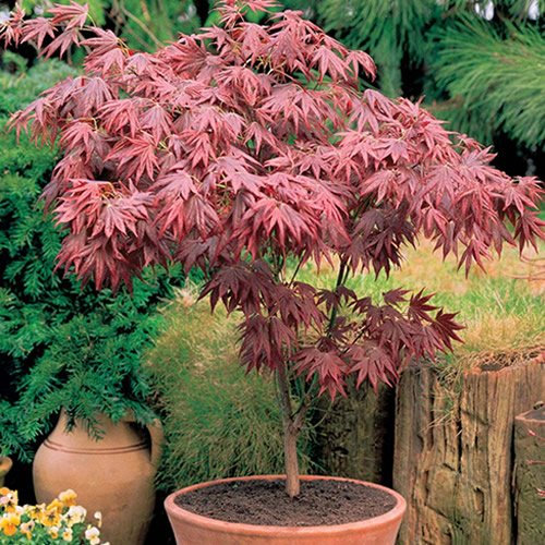 1 X ÁRBOL O ARBUSTO DE MAPLE JAPONÉS MORADO 'ATROPURPUREUM' DE ACER EN MACETA PARA JARDÍN.