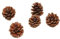 12 Stück Tannenzapfen,Natürliche Kiefernzapfen,Weihnachten Tannenzapfen,Lärchenzapfen,Weihnachten Kiefernzapfen,Getrocknete Tannenzapfen Dekoration für Weihnachtsbaum,Einheimische Kiefer M,4-5cm