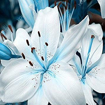 Potseed 110pcs / Bag Exotische Oleander Samen im Freien mit Charme Balkon Hof Blooming Zierpflanzen für Blumentopf