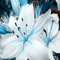 Potseed 110pcs / Bag Exotische Oleander Samen im Freien mit Charme Balkon Hof Blooming Zierpflanzen für Blumentopf