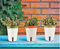 LATERN 3 Pièces Arrosage Automatique Pot de Fleurs, 12.5CM Rond Pot de Fleurs en Plastique Pots de Bonsaï de Fleurs de Jardin - avec Fenêtre De Niveau d'eau Et Plateau Caché De Trou De Drainage