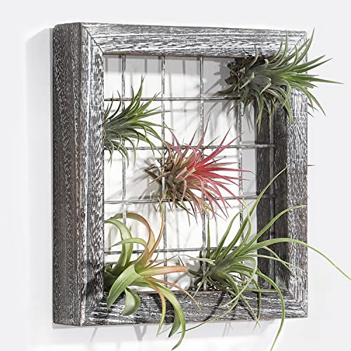 AOAOPQ Soporte para plantas de aire con marco de madera para colgar plantas de aire, madera rústica, gris, estante de exhibición de plantas suculentas para decoración de pared, marrón rústico