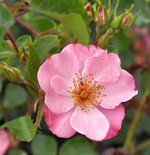 Strauchrose Felicitas 30-60cm - lebende Gartenpflanze aus den Baumschulen