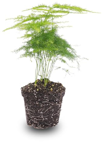 urbanjngl - Spargelpflanze im Topf – 6 cm Durchmesser, 15-20 cm hoch, ideal für Balkon und Garten, gesunde und schmackhafte Ernte.