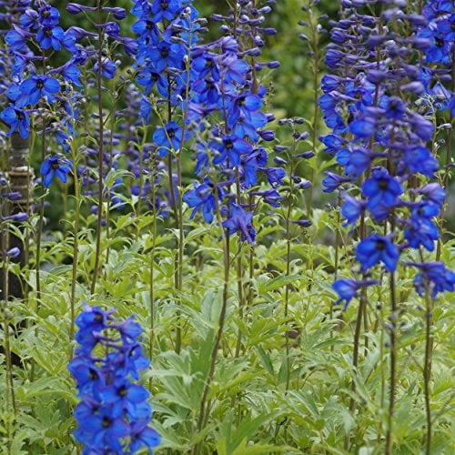 Blumixx Stauden Delphinium Elatum-Hybr. 'Grünberg' – Hoher Garten-Rittersporn, blauviolett blühend, winterhart & mehrjährig, für sonnige Standorte, im 1,0L Topf