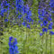 Blumixx Stauden Delphinium Elatum-Hybr. 'Grünberg' – Hoher Garten-Rittersporn, blauviolett blühend, winterhart & mehrjährig, für sonnige Standorte, im 1,0L Topf