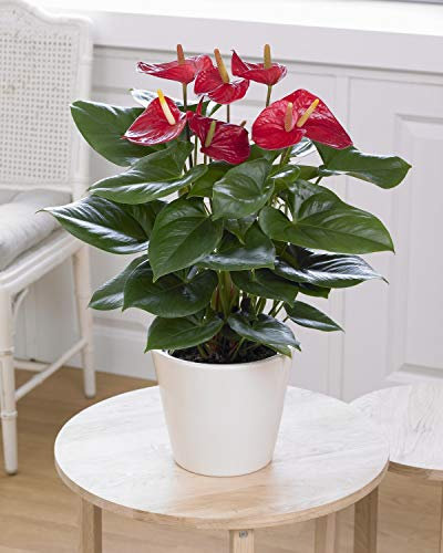 Anthurium Rouge Langue de feu Plante d’intérieur colorée à fleurs | En pot 13 cm
