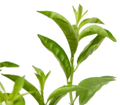 Arbusto Galán de Noche Natural: la Elegancia y Sofisticación que tu Jardín Necesita