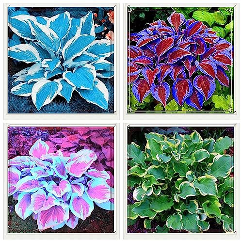 Hosta Zwiebeln Hosta Pflanze Hosta Pflanze Winterhart Funkien Winterhart MehrjäHrig Funkien Zwiebeln Funkien Knollen,Gärten Geschenk bereit,Professionelle Bepflanzung-4zwiebeln-f
