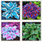 Hosta Zwiebeln Hosta Pflanze Hosta Pflanze Winterhart Funkien Winterhart MehrjäHrig Funkien Zwiebeln Funkien Knollen,Gärten Geschenk bereit,Professionelle Bepflanzung-4zwiebeln-f