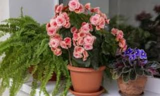 Begonia Borias rosa bellissima freschissima, TERRE DI ROMAGNA, alta qualità perfetta nel suo essere. Arredo salotto vaso 14