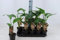 Strelitzia Nicolai 30-50 cm – Exotische Baum-Strelitzie | Zimmerpflanze mit Tropenflair | Robuste & Pflegeleichte Paradiesvogelblume