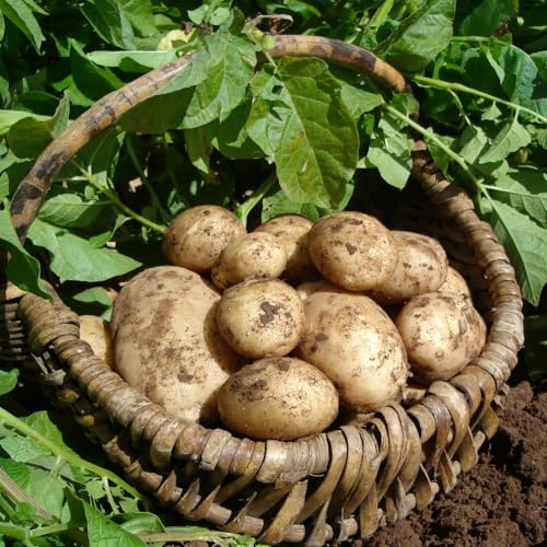 You Garden - Seed Potato Maris Piper (Maincrop) - 2.5kg Bag, for Planting in UK Gardens, Grow Your Own Potatoes