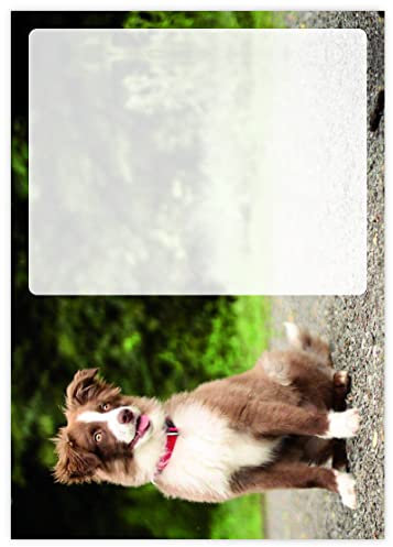 Briefpapier Border Collie Welpe - DIN A4-80g/m² - 20 Blatt - Motivpapier Hunde Nr. 113