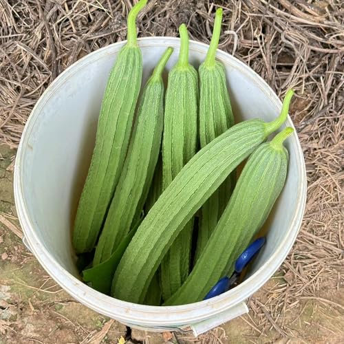 80 Pcs Luffa Gurke Samen Bio - Hydrokultur Pflanzen, Saatgut Gemüse Luffa Samen, Pflanzen Anzucht, Bio Samen Gemüse Wintergemüse Pflanzen Kaufen Wintergemüse Samen, Gemüsepflanzen