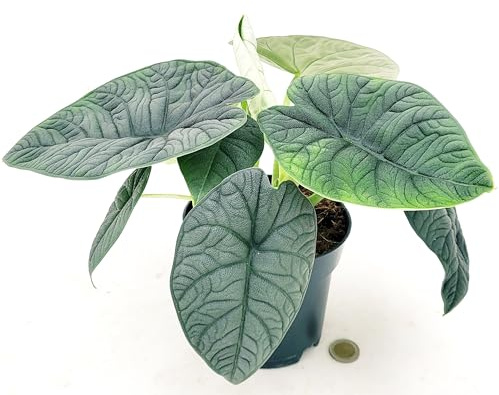 POWERS TO FLOWERS - ALOCASIA MELO, VASO 14CM diametro, pianta vera