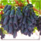Winterhart Mehrjährig Kernlose Weinreben Pflanzen Tafel-Trauben Weinreben Vitis Vinifera Weinreben Winterhart Tafeltraube Weintraube Weintrauben Kernlos Tafel-Traube-4zwiebeln-d