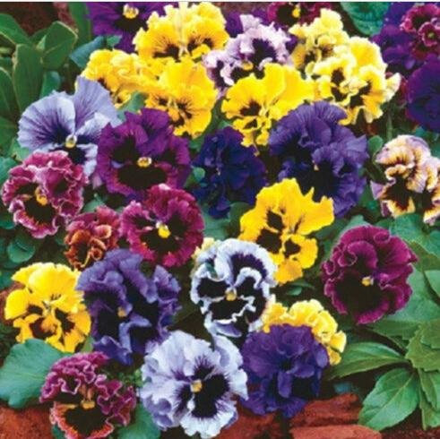 50 Pz Bella Viola Tricolor Seme multicolore Viola del pensiero seme di fiore