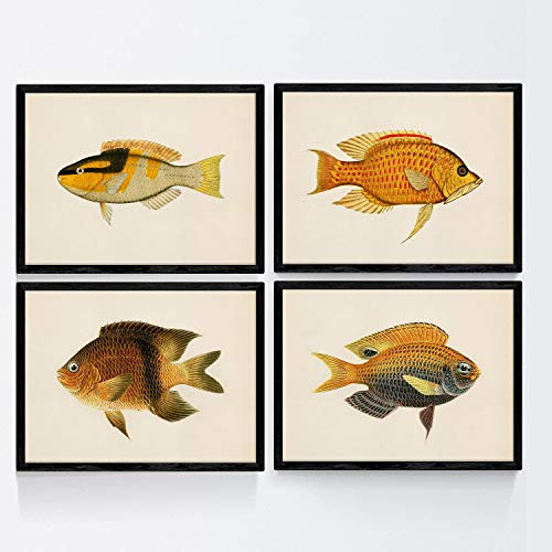 Set von 4 Platten mit bunten Fischen Vintage gelben Ton-Effekt. Amahai. 4 verschiedene Fisch Zusammensetzung im A4-Format, Jahrgang Hintergrund Altpapier Poster Papier 250 gr hohe Qualität. Frameless