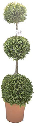 Vannucci Piante - Cupressocyparis leylandii 'Castlewellan Gold', 3 palle, Cipresso giallo, Conifera, Pianta vera in vaso, Pianta da terrazzo (cod. 14)