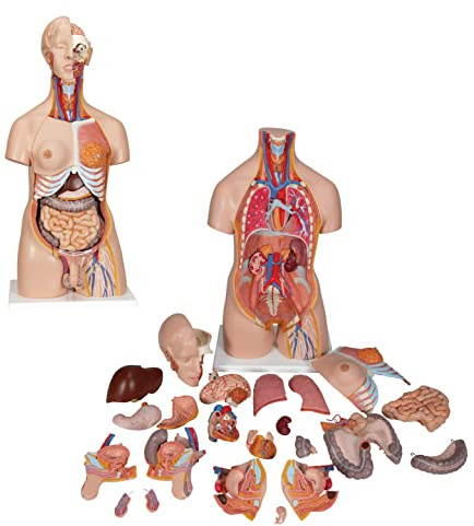 ERNZI Torso Human Body Model 85cm 4D Anatomischer Assemblierung Modell Der Menschlichen 23 PCS Modell Der Anatomie Human Körper Torso Abnehmbar Für Die Schulausbildung