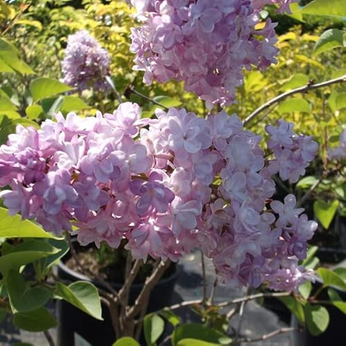Lilla pregiata 'Katherine Havemeyer' - Syringa vulgaris 'Katherine Havemeyer' 40-60 C -