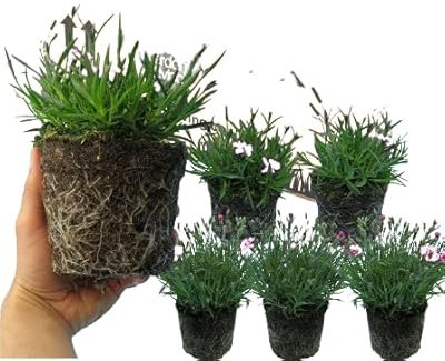 Plantas de Clavel Natural (6 Unidades) – Flores en Maceta Multicolor