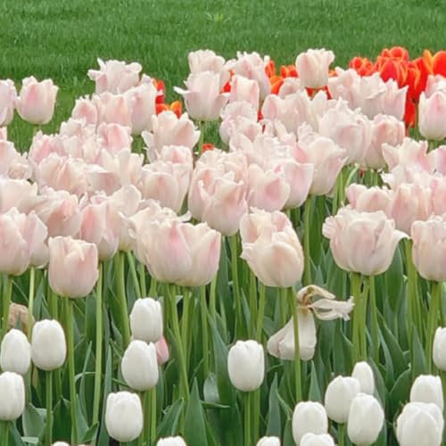 Los bulbos de tulipán son bulbos resistentes al frío que se pueden plantar tanto en el norte como en el sur, son fáciles de cuidar y florecen bien.-15 bulbos-c