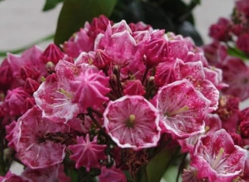 Berglorbeer Ostbo Red - Lorbeerrose - Kalmia latifolia Ostbo Red - 30-40cm