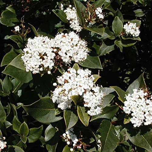 Viburnum tinus 'French White' Immergrüner winterharter Beerenstrauch für den Garten | 9cm Topf
