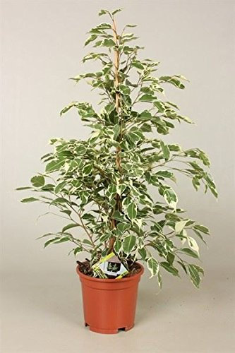 Ficus benj. Twilight Plant. 75cm Tall. Weeping Fig Tree