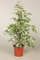 Ficus benj. Twilight Plant. 75cm Tall. Weeping Fig Tree
