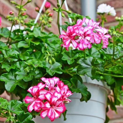 20 pcs geranien samen winterhart - deko bodendecker winterhart mehrjährig geranie,Pelargonium hortorum, blumensamen gastgeschenk winterfeste pflanzen für balkon balkonpflanzen winterhart