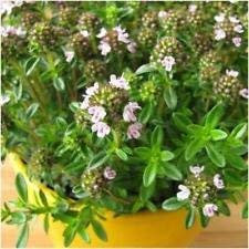 VISA STORE Paquete de 500 semillas, Semillas Ajedrea (Satureja)