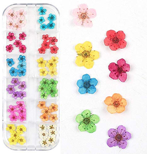 CHANGAR 3D Nail Art Dried Flowers Sticker 60 Five Petal Flower 12 Colours Natural Real Dry Flower Nail Art Decoration Beauty Nail Stickers for 3D Nail Art Acrylic UV Gel Tips(60 Flowers)