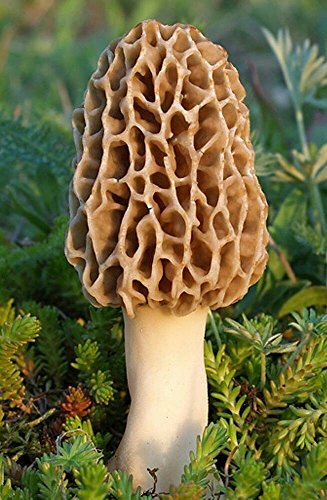 Kit de culture de morilles véritables pour faire pousser des morilles à la maison et au jardin