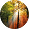 Designwalls 2.0 | Golden Autumn DD119191 | Baum Sonnenuntergang Tapete für Flur/Diele Badezimmer | Vlies Tapete Gelb Orange - 1,4 m x 1,4 m