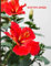 Agenda 2022: Fleurs Hibiscus Rouge - Calendrier annuel de janvier à décembre 2022 - Carnet Semainier et journalier - Grand Forma A4