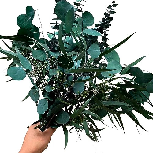 Sporgo 12 PCS Eukalyptus Getrocknet Echt, 3 Arten Gemischte Trockenblumen Deko Echt Eukalyptuszweige Reine Natürliche Trockenblumen Eukalyptusblätter Pflanze für Tischdeko Hochzeit Dekoration