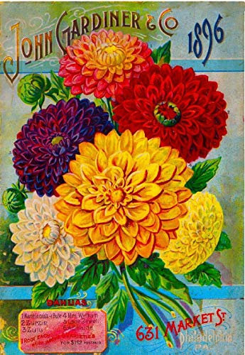 Muroanmi TYmall Wall Art Metal Hanging Sign 1896 John Gardiner Dahlias Vintage Flowers Seed Packet Advertisement Art Vintage Wall Decor Plate Tin Sign for Home Door Room 8X12 Inch