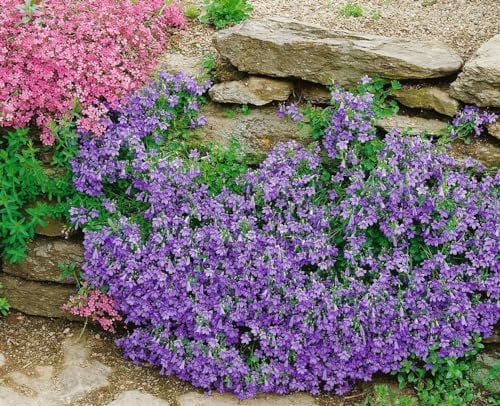 Dalmatiner-Glockenblume 'Birch' im Topf Campanula portenschlagiana