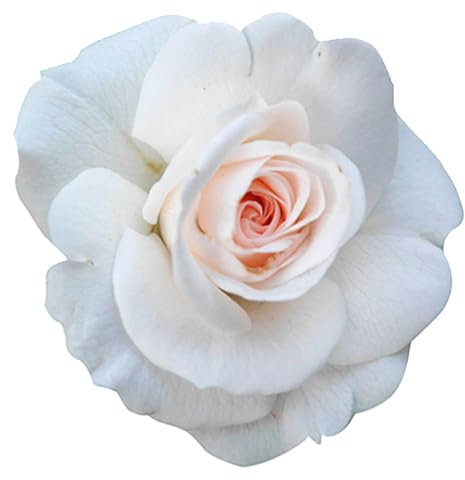 Selbstklebender Aufkleber Autoaufkleber Sticker wetterfest Blumen Mülltonne Blumenwiese Dekoration Fensterbild Fliesenaufkleber 20 x 20 cm - Weiße Rose -