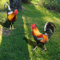 Huhn Gartenstecker 2er Gartendeko Hühner Gartenfiguren Ostern Deko Dekorative Henne Gartenstatue Dekorative Tierfigur Terrasse Draußen Gartenstecker Huhn Bauernhof Balkon Blumentopf Frühling Ornament