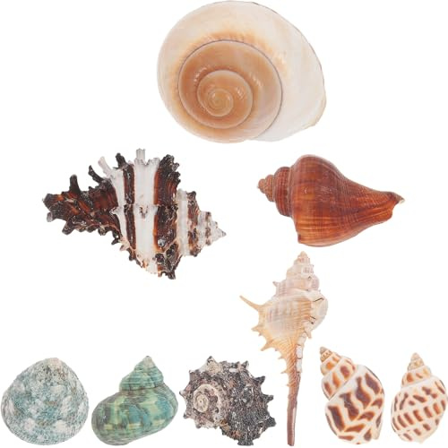POPETPOP Coquillages Décoratifs Naturels pour Aquarium, Lot de 8 Coquilles de Bernard-l'hermite 1 Coquillage Offert, Décor Compact et Solide pour Bernard-l'hermite, Style Aléatoire