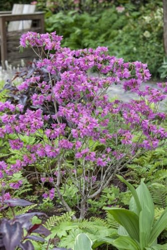 Daurischer Rhododendron 20-30 cm Topf Rhododendron dauricum winterhart | Winterblüher, rosa Blüten April bis Mai, aufrecht buschig, 100-200 cm, halbschattig bis schattig, Moorbeet