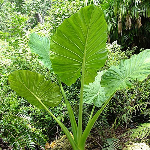 Alocasia Orecchio di elefante pianta verde con foglie enormi alto tasso di sopravvivenza facile da coltie