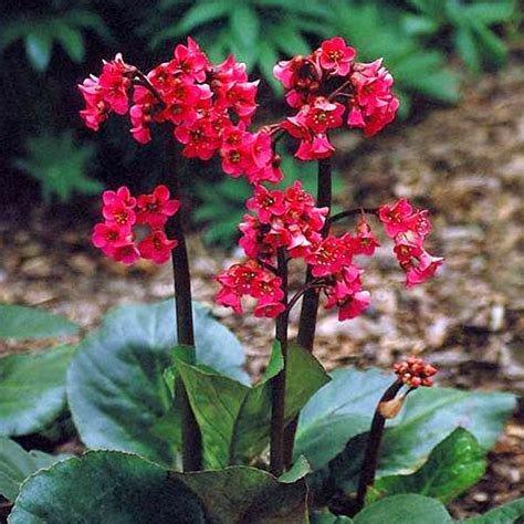 Cubierta de suelo Fresh 400 Semi Bergenia Cordifolia