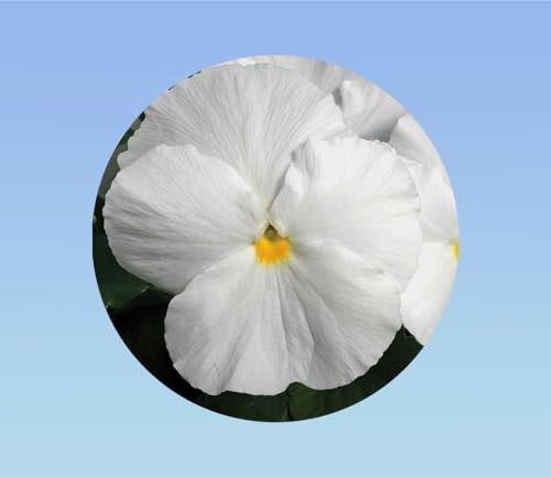 400 Graines de pensée 'Blanche sans macule' - Fleurs d'un blanc pur et velouté, idéales pour massifs, jardinières et bordures