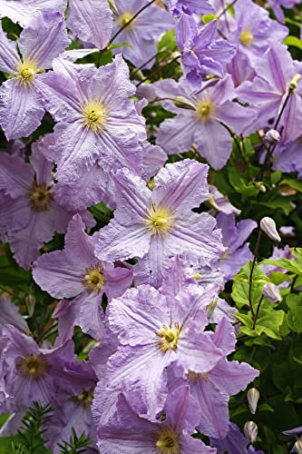 Suttons Hardy Perennial Clematis ‘Blekitny Aniol’ Flowering Climber, Potted Garden Plants Ideal for Cottage Gardens, Walls, Fences, Patio and Containers (1 x 2 Litre Pot)